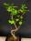drzewko bonsai - miłorząb , prezent