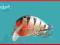 Wobler BLISTER Goldfish!!!  pstrąg, jaź, kleń