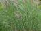 miscanthus sinensis wys. 1,6m