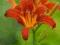 Hemerocallis fulva, Liliowiec rdzawy