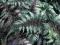 Athyrium niponicum Metalicum_poj.P11_wietlica