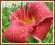 Liliowiec 'Baby Betsy' (Hemerocallis) C2