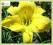 Liliowiec 'Big bird (Hemerocallis) C2