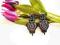 Kolczyki SUTASZ_SOUTACHE