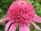 jeżówka o pełnych różowych kwiatach - sadzonki