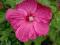 Hibiscus bylinowy Rose_kwiaty olbrzymy_dwulatek
