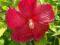 Hibiscus bylinowy Rouge_kwiaty olbrzymy_dwulatek