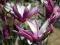 Magnolia 'Randy' - KONTRASTOWA