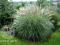 MISKANT (Miscanthus) ADAGIO ----cudownie kwitnie