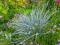 Dekoracyjna trawa- Wydmurzyca