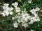 Sadzonki rogownicy, kwitnąca, okrywowa, zapach!