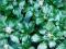Runianka japońska Green Sheen - ciemnozielona C0,5