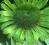 Echinacea 'Lemon Mint' - Jeżówka ZIELONA NOWOŚĆ !!