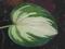 Hosta 'Ghost Spirit' - Funkia DWU BARWNA !!