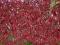 Parthenocissus quinquefolia - Winobluszcz pięcio.