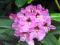 Rhododendron 'Lugano' - Różanecznik DWU BARWNY !!!