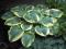 Hosta 'Robert Frost' - Funkia 