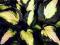 Hosta 'Captain Kirk' - Hosta  *SUPER NOWOŚĆ* !! !!
