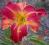 Hemerocallis Ribbons &amp; Curls, liliowiec