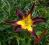 Hemerocallis Spider Walk, liliowiec, liliowce