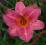 Hemerocallis Pink Cherry, liliowiec, liliowce