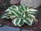 Funkia - Hosta 'Minuteman' - BIAŁO ZIELONA