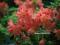 Azalea 'Koster's Brilliant Red' - Azalia WIELKOKW.