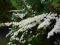 Spiraea nipponica 'White Carpet'  Tawuła nippońska