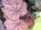 Heuchera 'Beaujolais' - Żurawka - NOWOŚĆ !!!