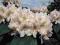 Rhododendron 'Eskimo' - Różanecznik BIAŁY !!! !!!