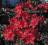 Azalia - Azalea 'Parkfeuer' OGNISTA CZERWIEŃ