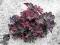 Heuchera 'Black Bird' - Żurawka CZARNY PTAK nowość
