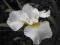 Iris sibirica 'Harpswell Happiness' - Kosaciec syb