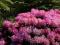 Rhododendron 'Kalinka' - Różanecznik RÓŻOWY HiT !!