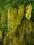 Laburnum watereri 'Vossii' - Złotokap Waterera (2)