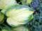 Hosta 'Stained Glass' - Funkia NOWOŚĆ !!