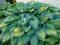 Hosta 'Paul's Glory' - FUNKIA KREMOWO NIEBIESKA !!