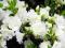 Azalea japonica 'Schneeperle' - DUBELTOWA Azalia !