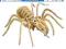 PUZZLE DREWNIANE 3D PRZESTRZENNE PAJĄK TARANTULA D
