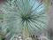 JUKA MROZOODPORNA YUCCA ROSTRATA -20 SADZONKA