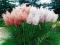 Trawa pampasowa - różowa przyozdobi każdy ogród