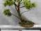 bonsai sztuczne drzewko, ZOKEI, 70 cm