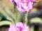 GOŹDZIK SINY SENIOR DIANTHUS GRATIANOPOLITANUS 9