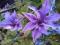 CLEMATIS WIELKOKWIATOWY 