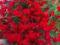 Czerwone cudo przepiękna roślina DUŻE SADZONKI