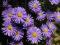 ASTRY ( MARCINKI ) KWITNĄCE JESIENIĄ FIOLET 10SZT,