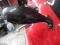 Lusterka Carbon Honda CBR 1000 RR sc57 1000rr
