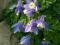 Orlik karłowy niebieski - uroczy kwiat