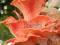 Zdrowy Boczniak różowy grzybnia na kołkach 20 szt
