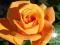 RÓŻA RABATOWA POMARANCZOWA 3-061